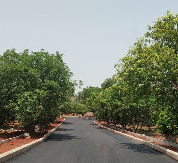 Mango groves